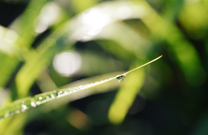Water dripping from green grass shoot